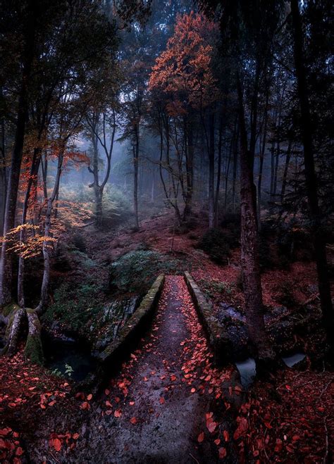 The 25 Best Dark Forest Ideas On Pinterest Foggy Forest Dark