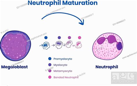 Stages Of Neutrophil Maturity From Megaloblast To The Neutrophil Vector