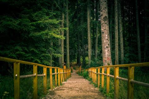 The Fence In The Forest Stock Image Image Of Path Trail 58590317