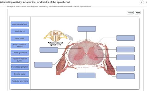 Solved Art Labeling Activity Anatomical Landmarks Of The
