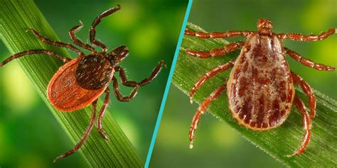 Deer Tick Vs Wood Tick How To Identify And Tell The Difference
