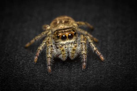 Tarantula Spider Eyes