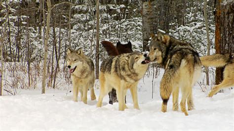 Wolves Keep The Ecosystem In Balance Nature Photo Studios
