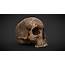 Human Skull  3D Model By Rigsters 5af164b Sketchfab