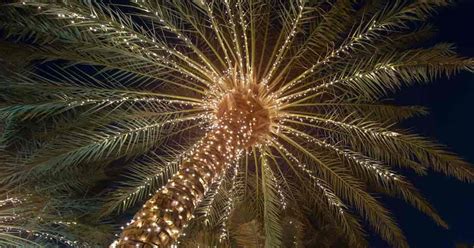 Lighting Palm Trees Illuminate Palms Trees And Shrubs How To