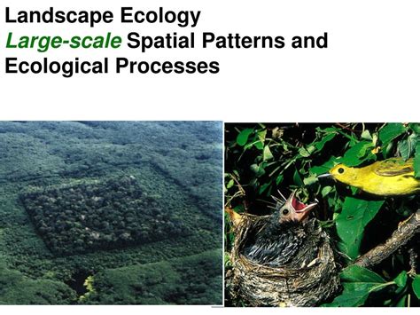 Ppt Landscape Ecology Large Scale Spatial Patterns And Ecological
