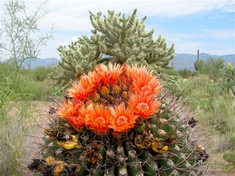 Summer Attractions Of Saguaro National Park Might Surprise You