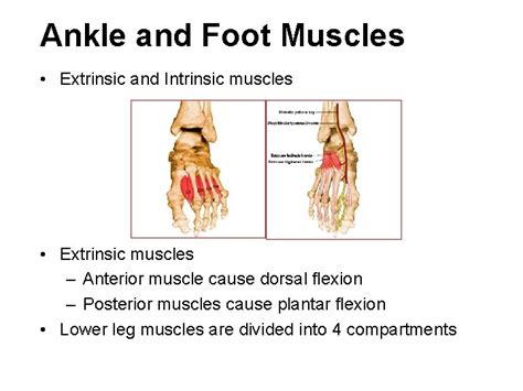 The Ankle And Foot Muslces Plantar Flexion Muscles