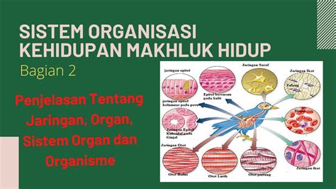 Sistem Organisasi Kehidupan Makhluk Hidup Bagian Organisasi