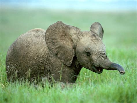 Cutest Baby Elephant In The World