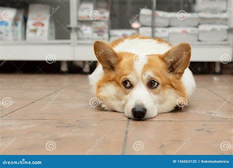 A Corgi Dog Is Lying On The Floor In A Pet Store And Is Waiting For The
