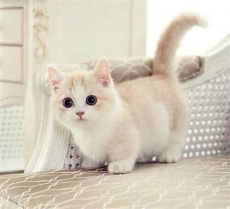 Top 10 Most Wonderful Cute Cats In The Feline World