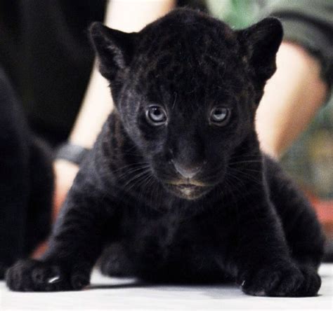 Baby Panther Cute Baby Animals Baby Panther Baby Animals
