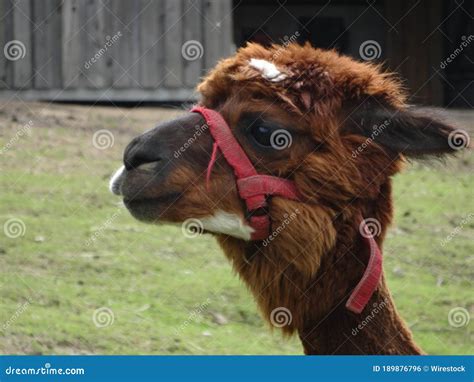 Cute And Fluffy Brown Llama With White Marks In The Zoo Stock Photo