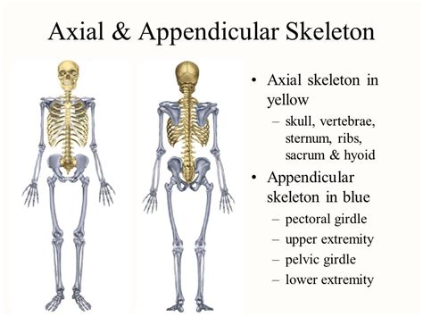 Axial And Appendicular Skeleton Joints
