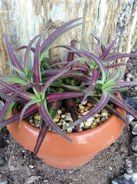 Succulent With Purple Striped Leaves