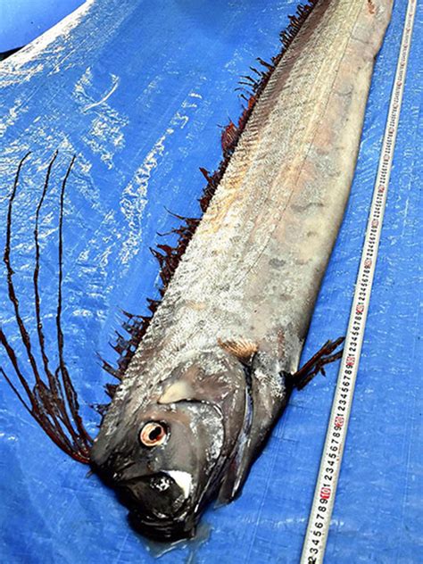 Rare Fish Sightings In Japan Raise Quake Tsunami Fears Asia Gulf News