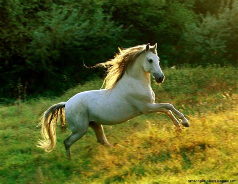 White Andalusian Horse Wallpaper Wallpapers Gallery
