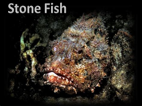 Deadliest Species In The Earth: Stone Fish