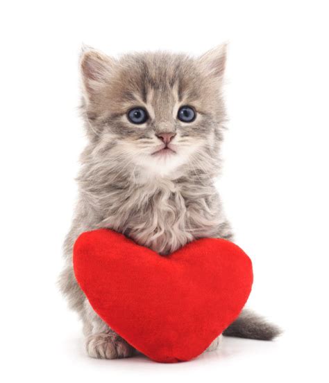 Celebrate Valentine S Day With Your Cat My 3 Little Kittens