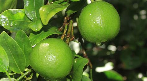 See full list on gardenguides.com Key Lime Pie Tree | Original Home of the Key Lime Tree ...