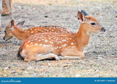 Baby Sika Deer Royalty Free Stock Photography Image 30216897