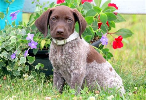 Our dogs are wonderful family companions. Logan | German Shorthaired Pointer Puppy For Sale ...