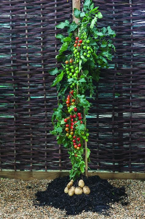Growing Tomatoes In Pots 1000 In 2020 Growing Tomatoes Tomato