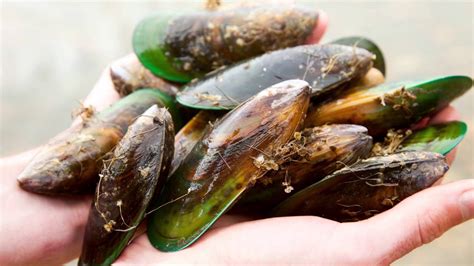 5 Remarkable Green Lipped Mussel Benefits