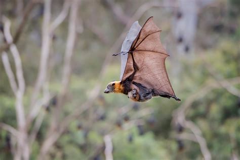 Meet Australias Urban Flying Foxes—and The People Trying To Help Them Fox Bat Fox Australia