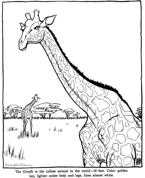 Giraffe Coloring Sheets And Pictures