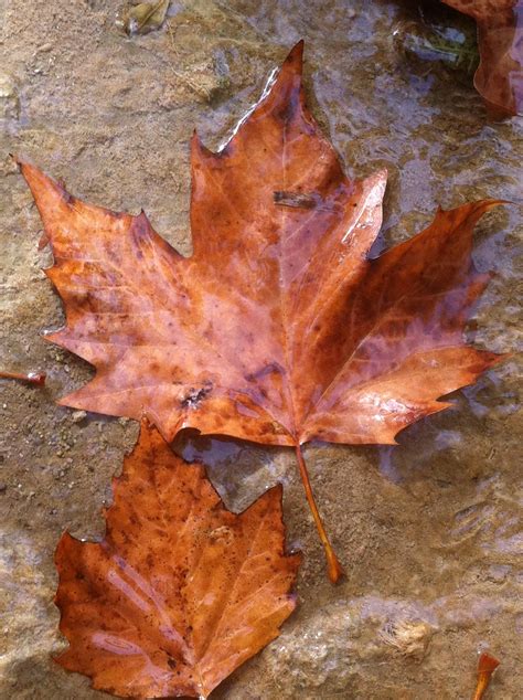 Free Images Water Nature Brown Season Maple Tree Maple Leaf