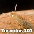 What Do Baby Termites Look Like Pictures