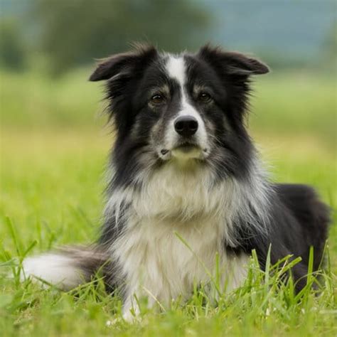See everything that's on sale! 5 Best Dog Shampoo for Border Collies (Reviews Updated ...