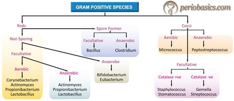 Gram Positive Classification