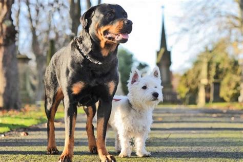 5 Most Hidden Facts About Westie Puppies Exclusive Rottweiler