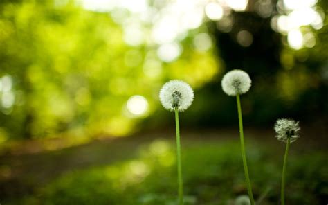 Dandelion Flowers Wallpapers Hd Pictures One Hd Wallpaper
