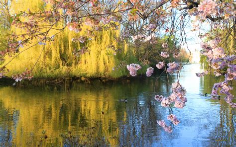 Reflection, pond, dusk, evening, blossom, night, spring night. Spring Wallpapers 1920x1080 - Wallpaper Cave