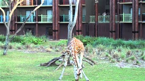 Savannah View Studio From Disneys Animal Kingdom Kidani Village Dvc