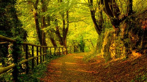 Free Download Trees Autumn Season Forest Path High Resolution Wallpaper