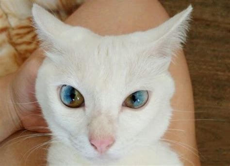 Most cats' eyes gradually change color, with the most common colors being green. Amazing Cat Eyes With Two Different Colors In Each Eye ...