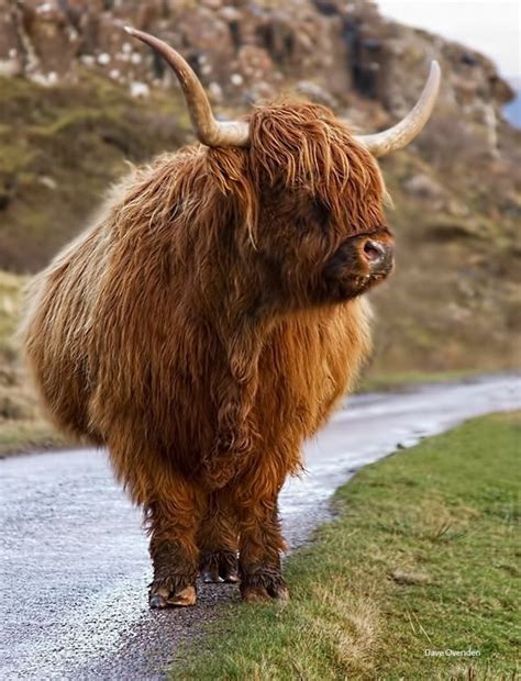 Ik doe mee met de nrc fotowedstrijd. Highland cow | Dieren foto's, Dieren, Schattige dieren