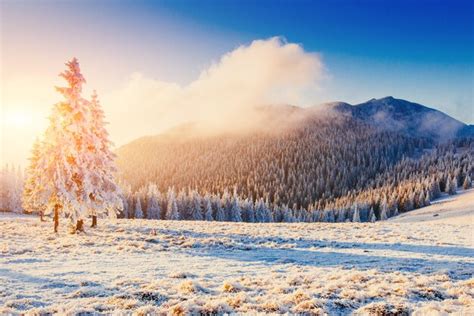 Premium Photo Magical Winter Snow Covered Tree Sunset In The