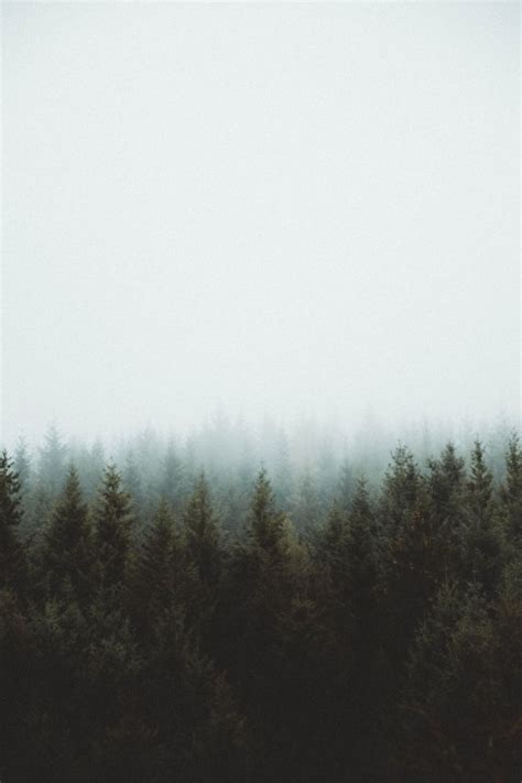 Nature Fog Pine Tree Background Hd Download Cbeditz
