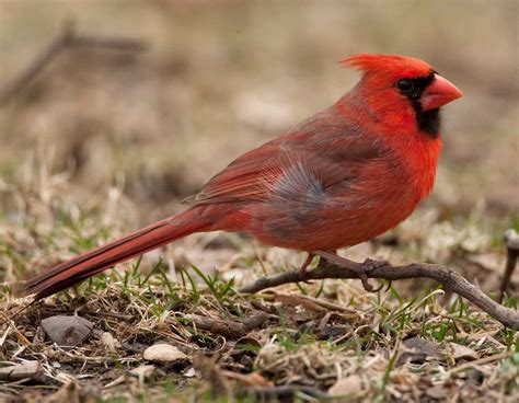Northern Cardinal Redbird Mdc Discover Nature