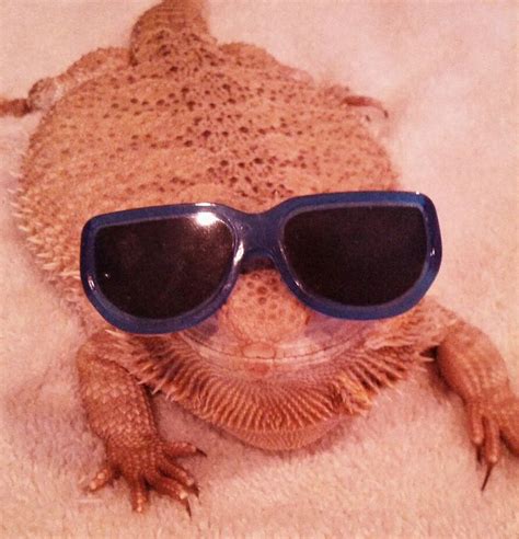 A Lizard With Sunglasses On It S Head