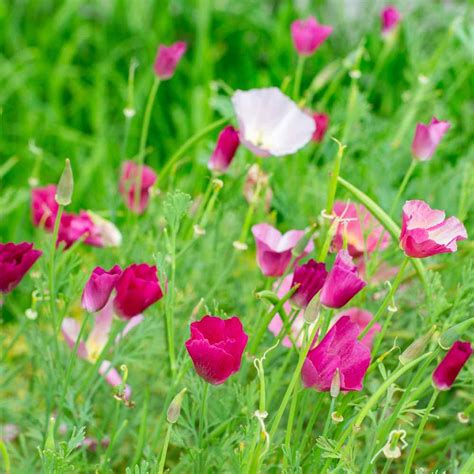 Plant poppy seeds directly into the ground in a bright sunny location after the last threat of frost has passed. Poppy Seeds - Carmine King California Poppy Flower Seed