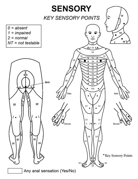 Spinal Cord Injury Levels And Classification