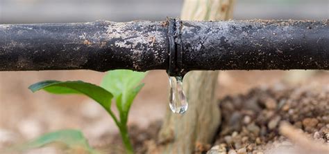 Drip Irrigation The Best Way To Irrigate Your Farms The Agrotech Daily