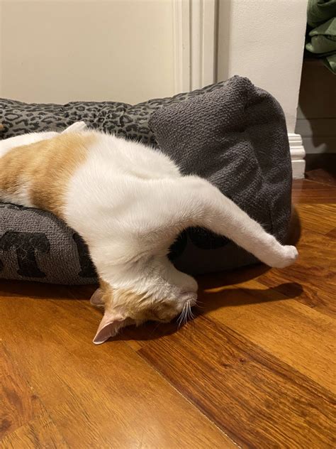 I Think My Cat Is Broken Catfaceplant